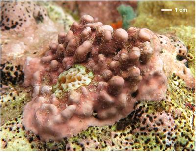 pH Variability Exacerbates Effects of Ocean Acidification on a Caribbean Crustose Coralline Alga